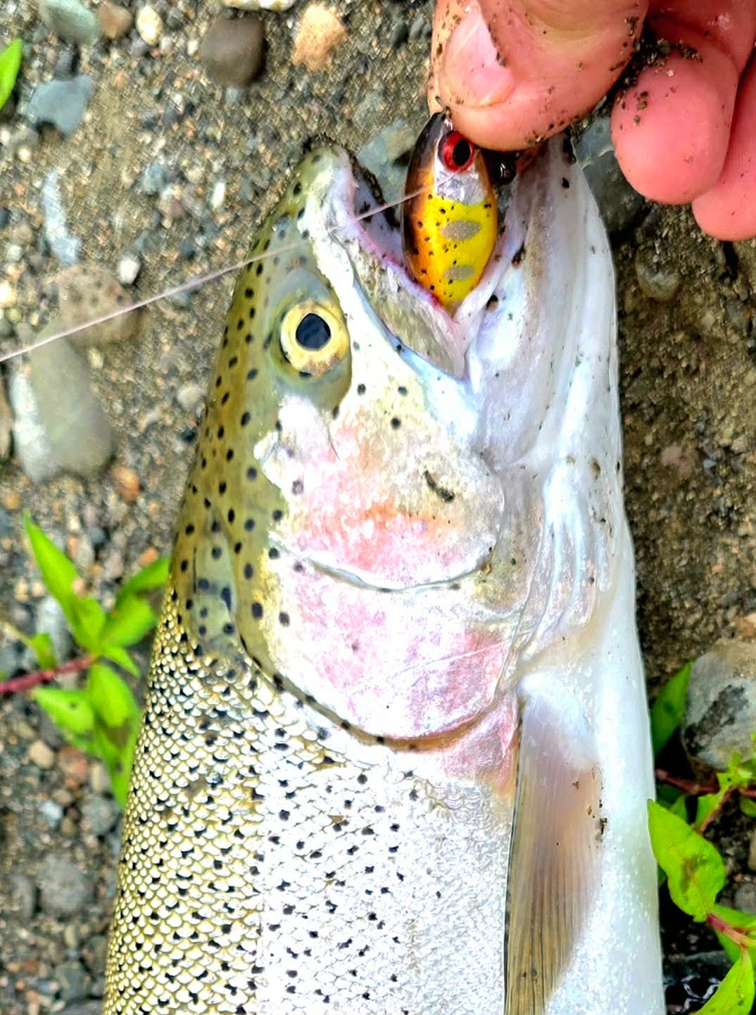 Real catch made with an Avtandil handmade lure, 1