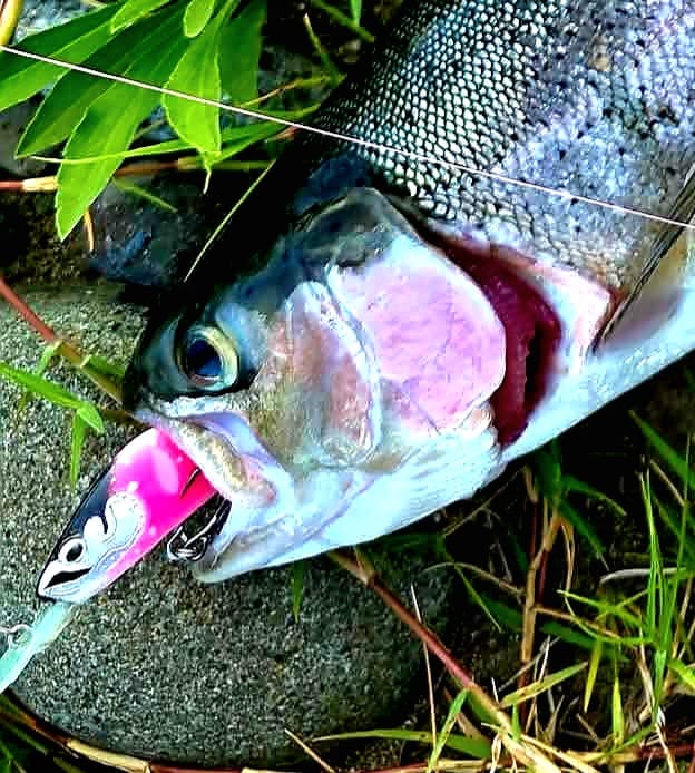Real catch made with an Avtandil handmade lure, 3