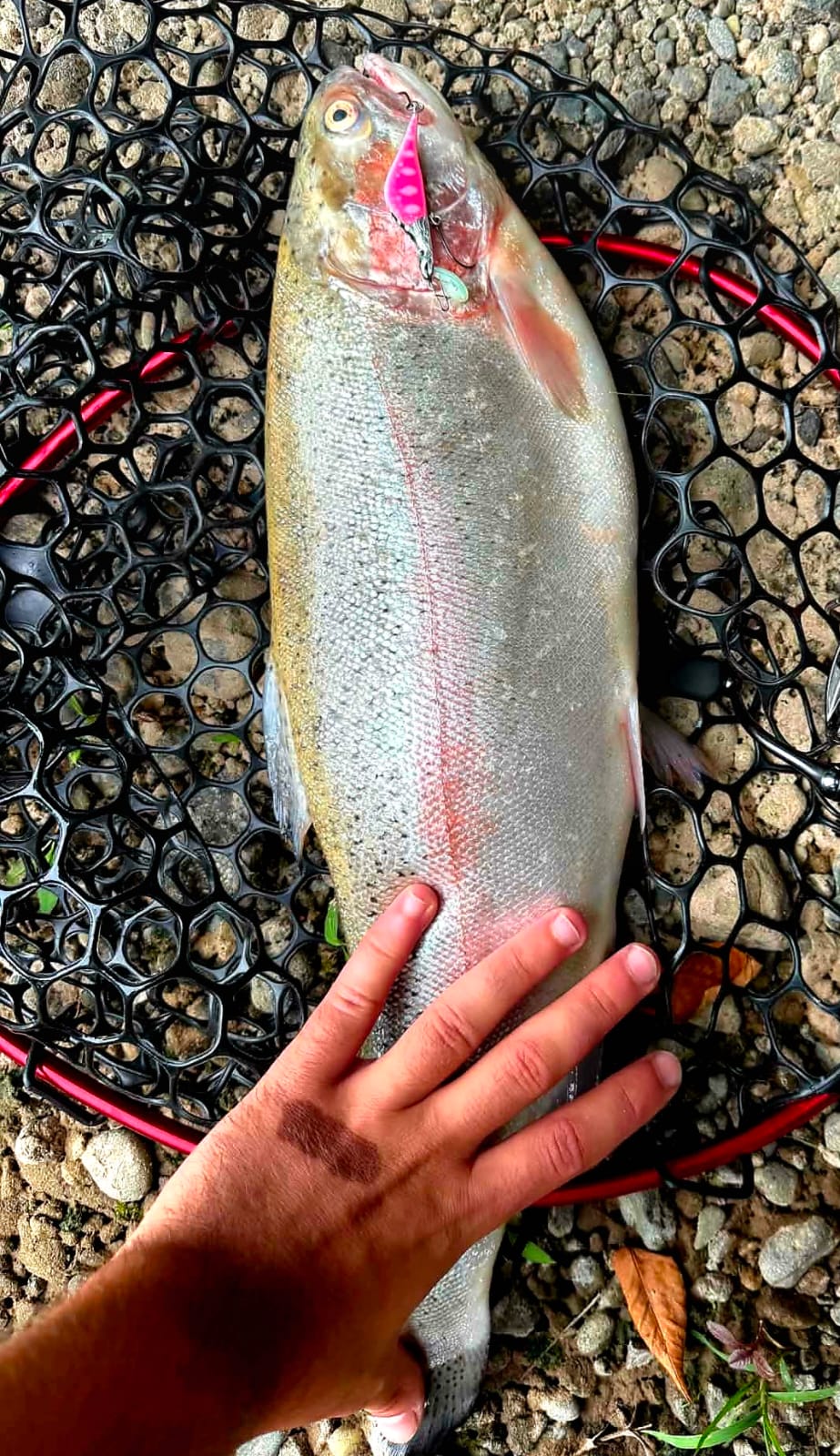 Real catch made with an Avtandil handmade lure, 4