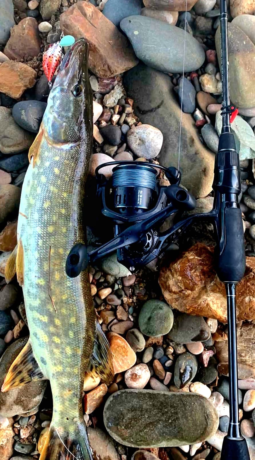 Real catch made with an Avtandil handmade lure, 5