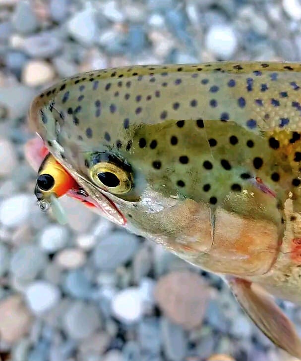 Real catch made with an Avtandil handmade lure, 10