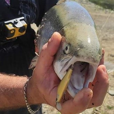 Real catch made with an Avtandil handmade lure, 11